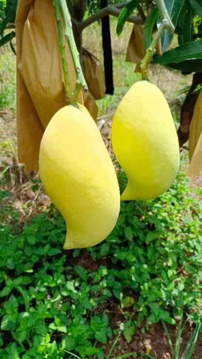 鹰嘴