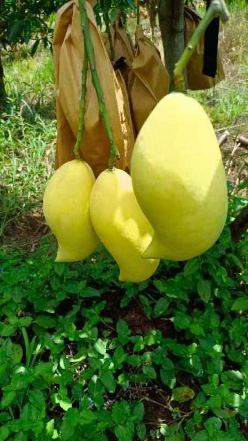鹰嘴