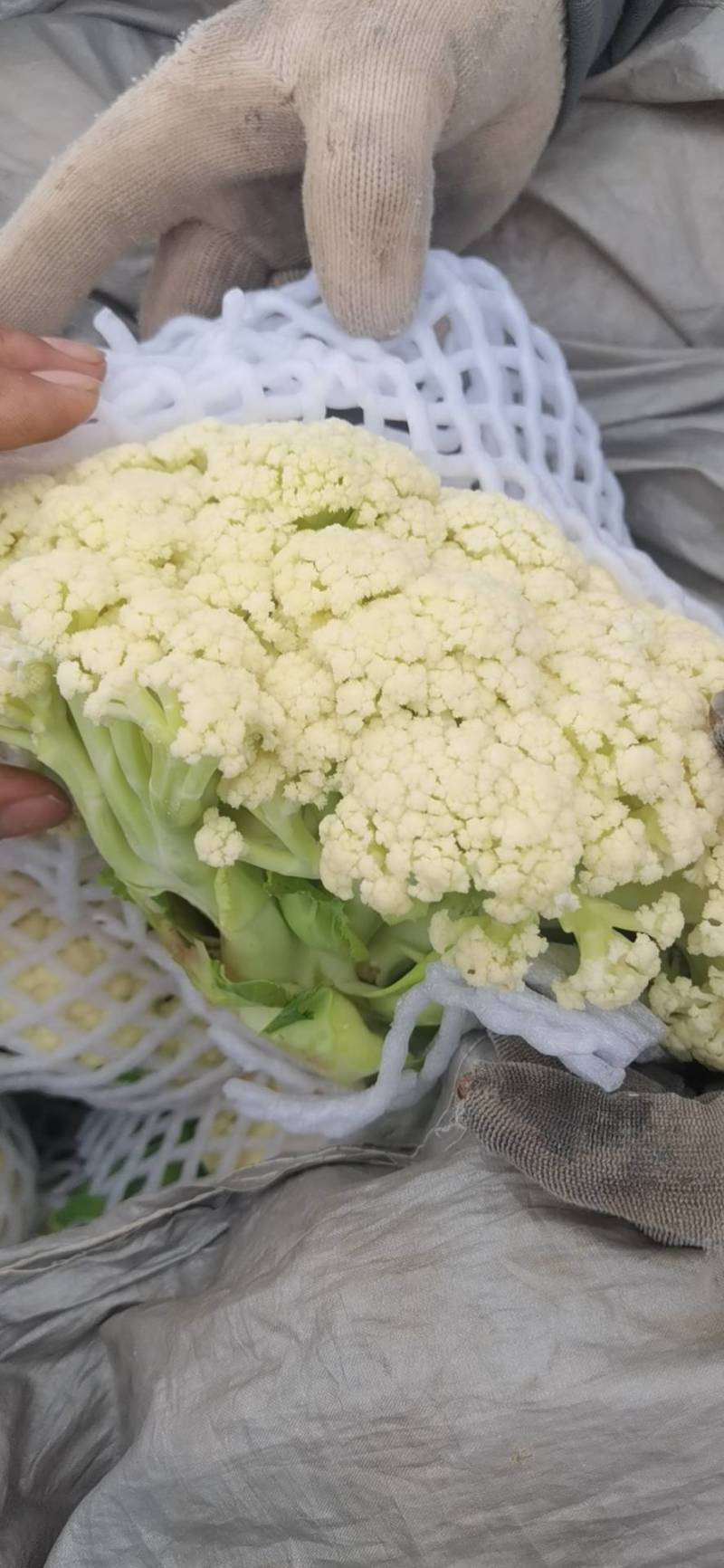 小米粒青梗散花