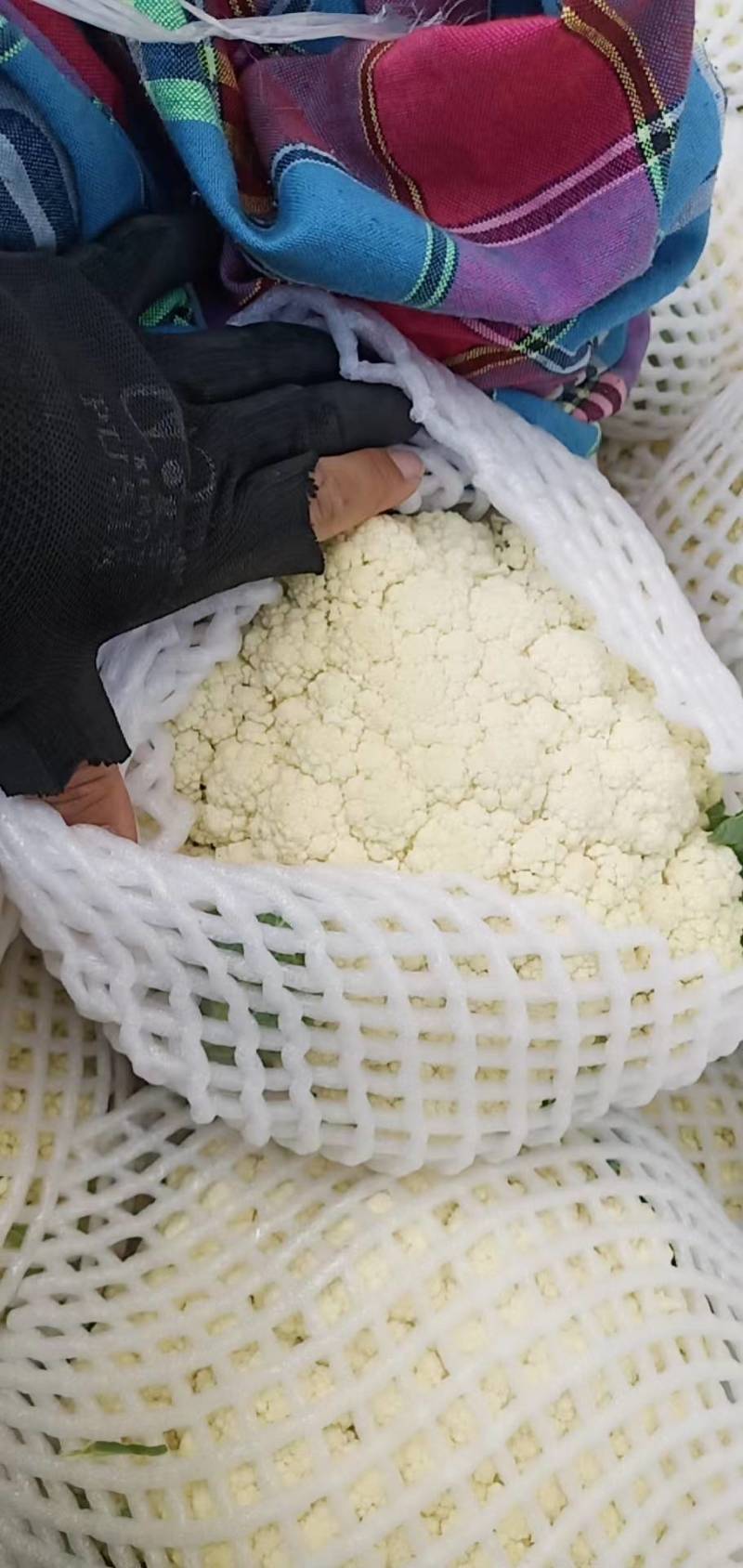 小米粒青梗散花