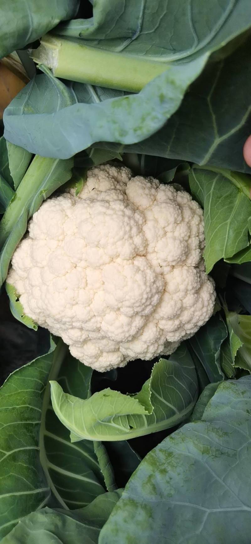 小米粒青梗散花