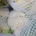 小米粒青梗散花