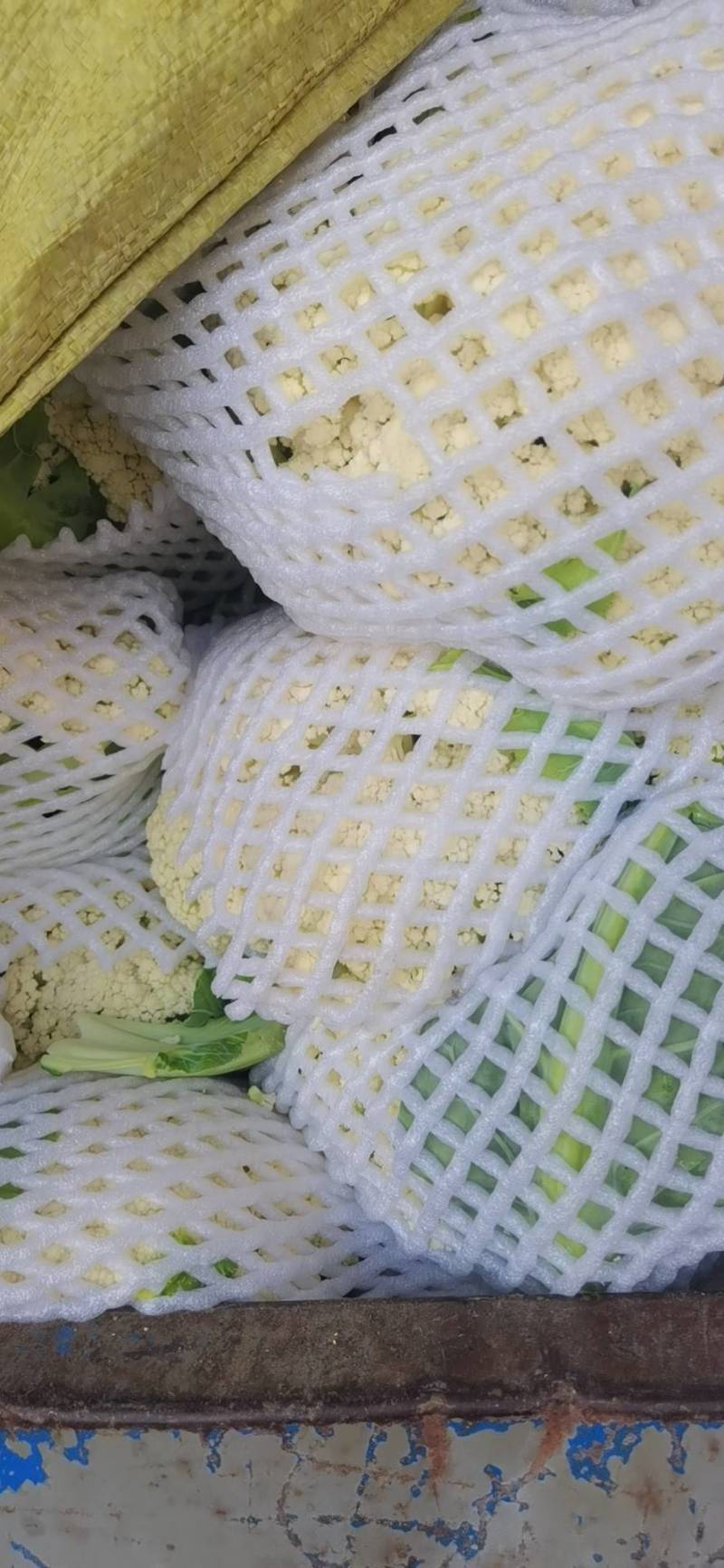 小米粒青梗散花