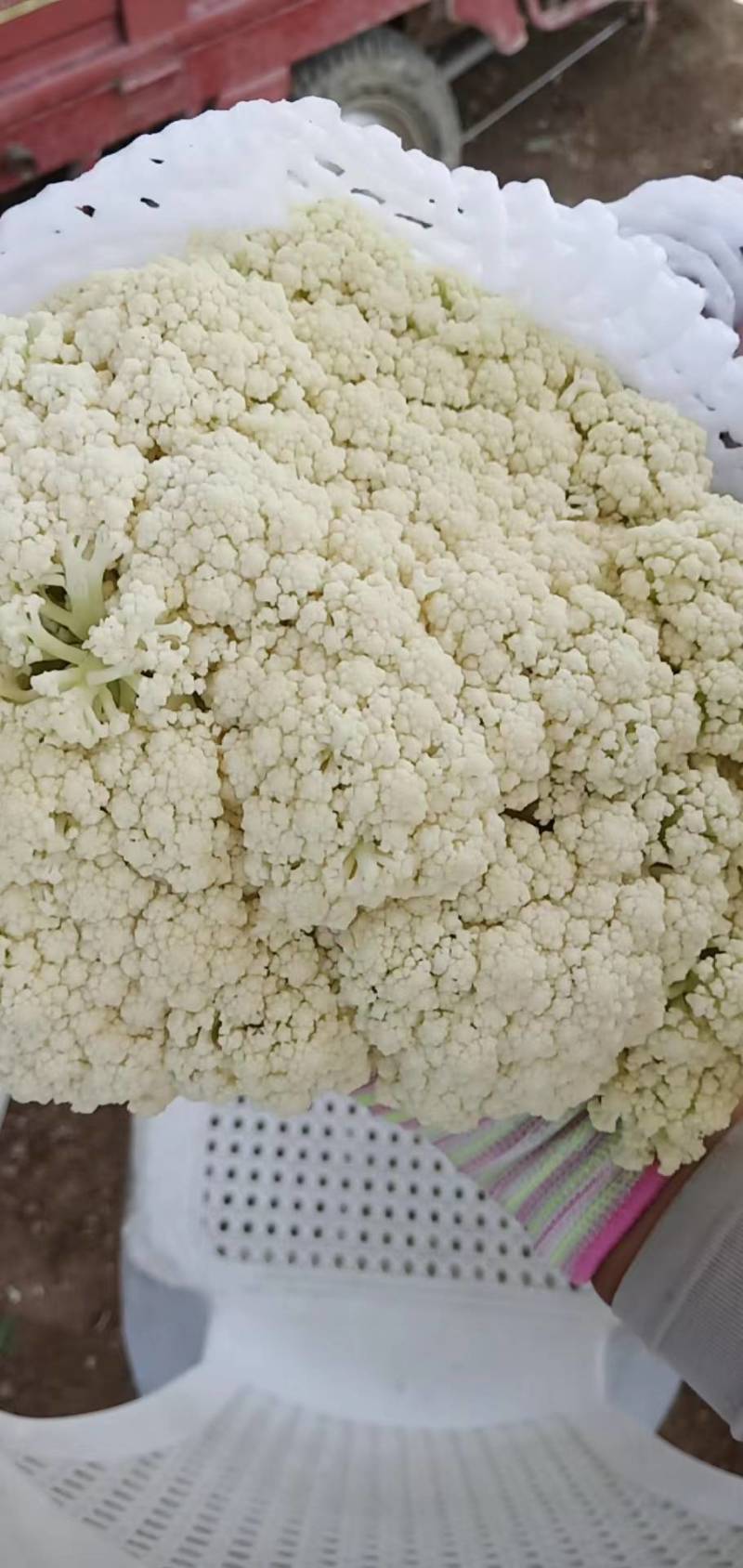 小米粒青梗散花