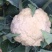 小米粒青梗散花