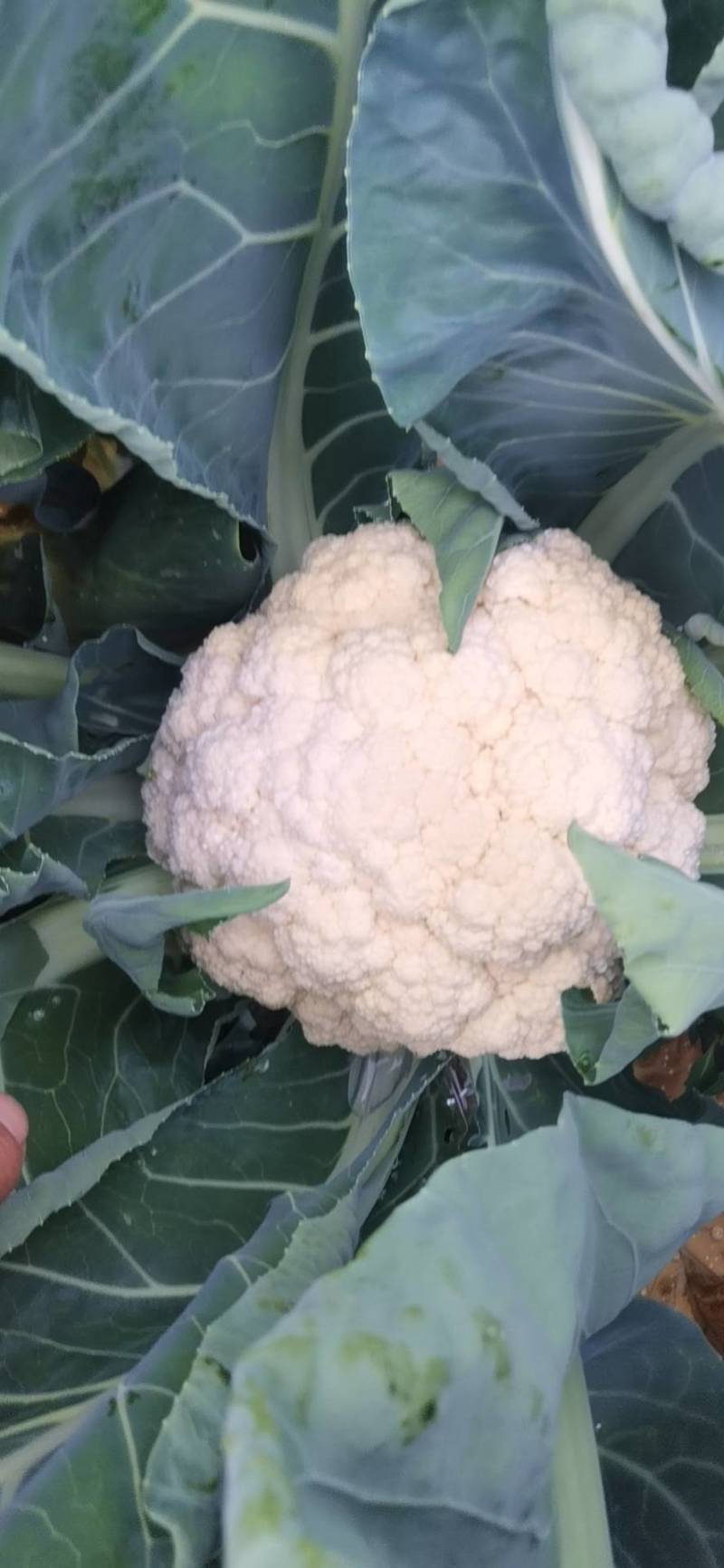 小米粒青梗散花