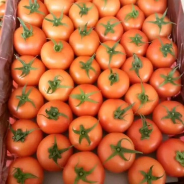 精品西红柿串果小果大量上市,需要的抓紧联系