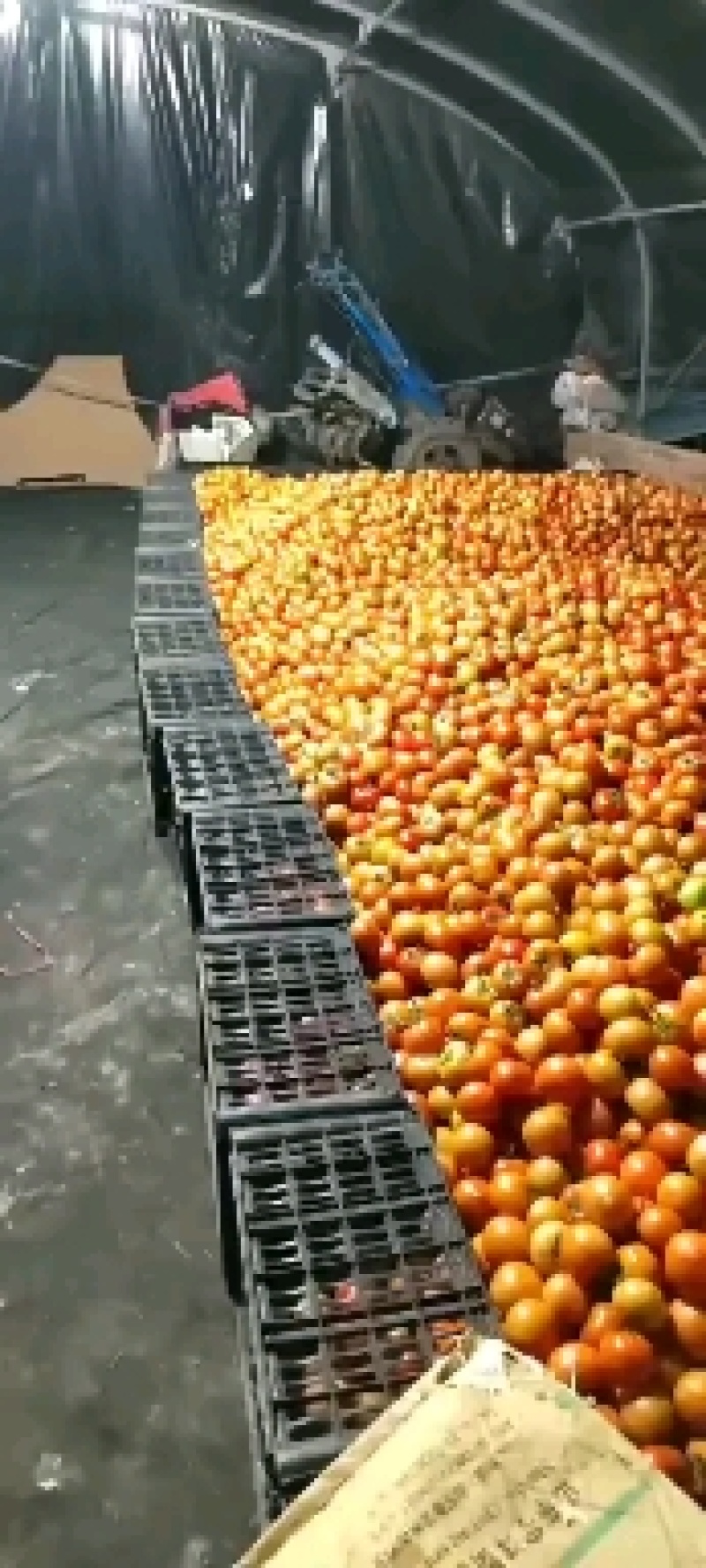 精品西红柿串果小果大量上市,需要的抓紧联系