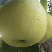 金花梨