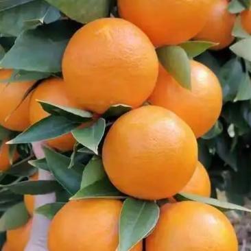 华美七号早熟柑橘苗，大基地品质保证，营养杯苗，成活高