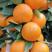 华美七号早熟柑橘苗，大基地品质保证，营养杯苗，成活高