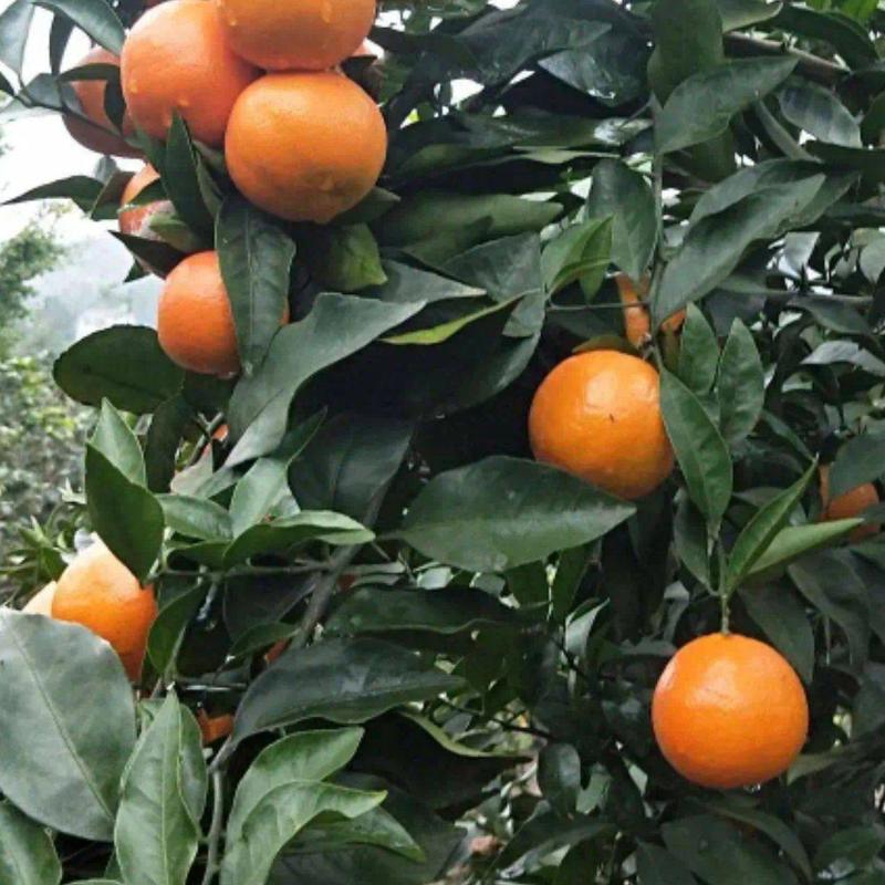 早熟爱砂华美一号柑橘苗，基地直供品质保证。