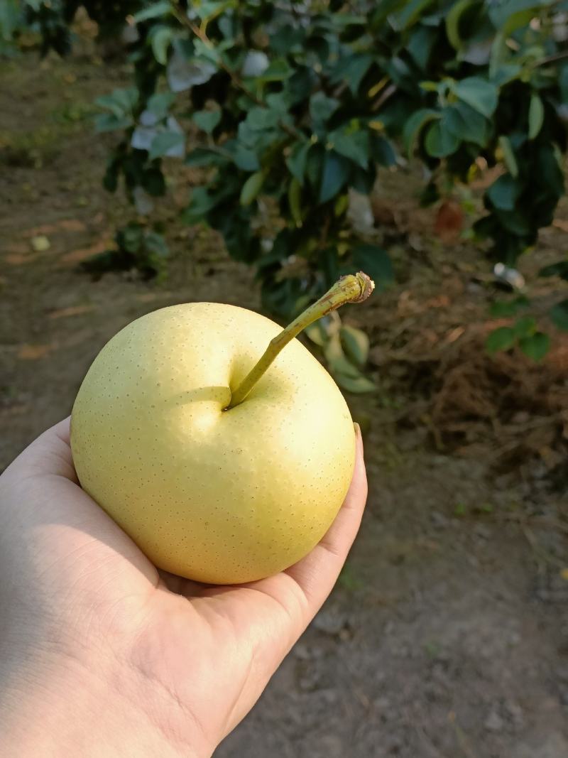 自家种植酥梨，一手货源，口感好，果面干净，现摘现发