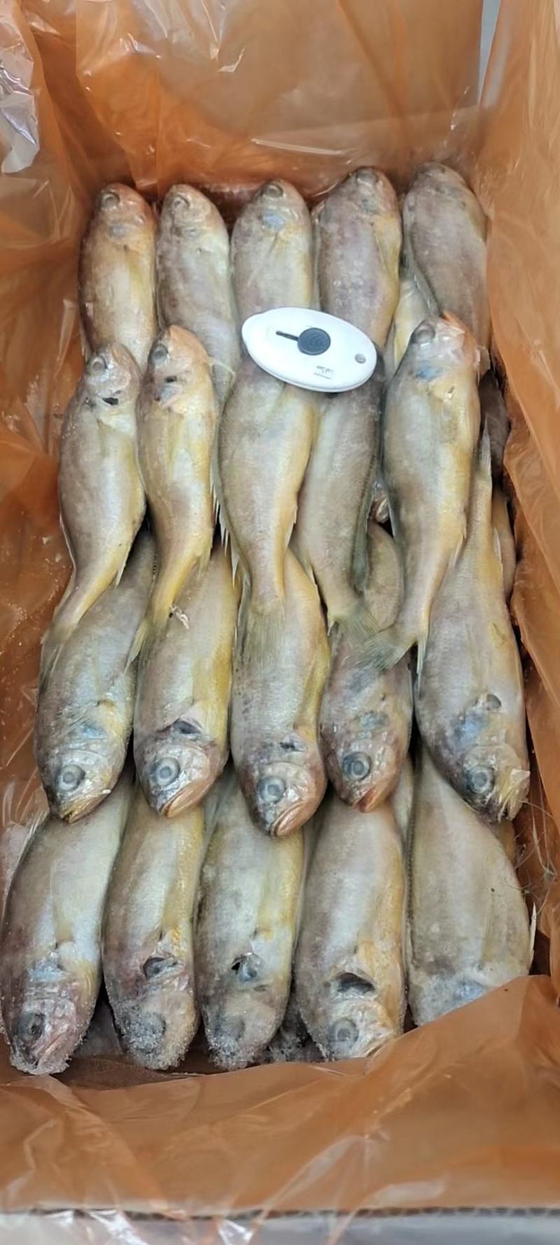 黄花鱼一吨起批全国各地均可冷链车直达整车更优惠