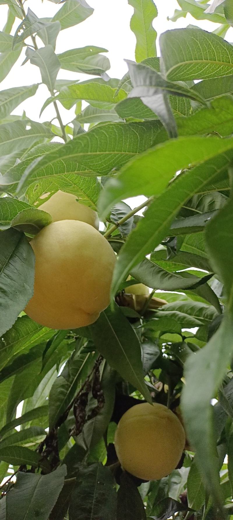 千亩桃园基地，白毛桃大量上市中有需要联系我，