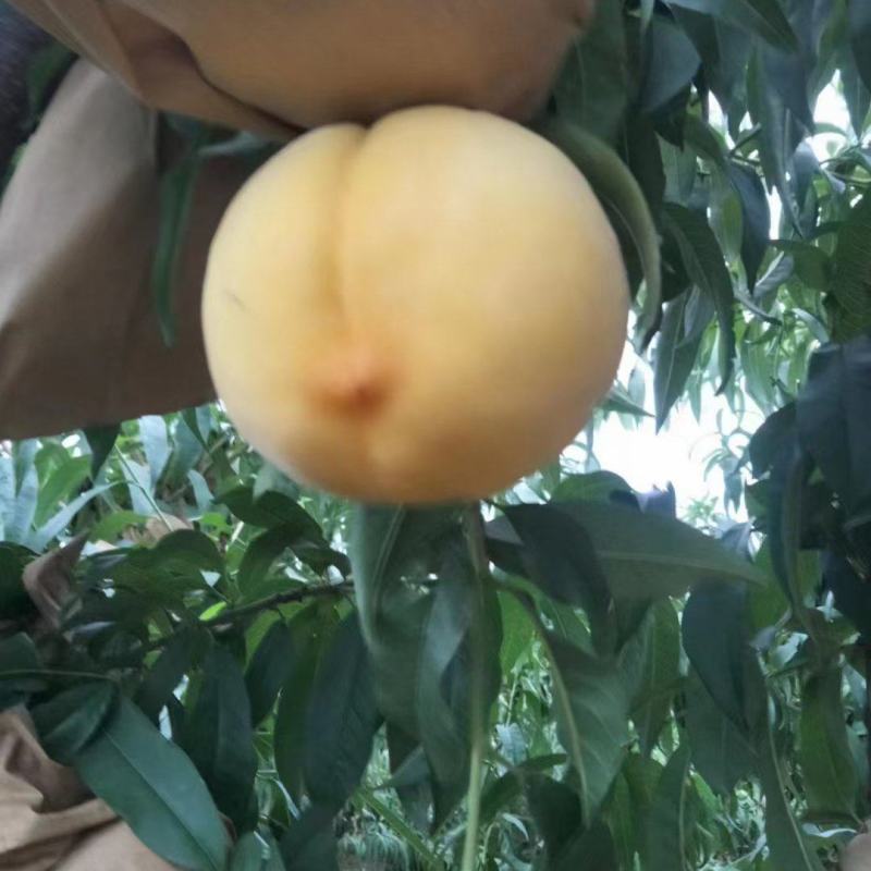 千亩桃园基地，白毛桃大量上市中有需要联系我，