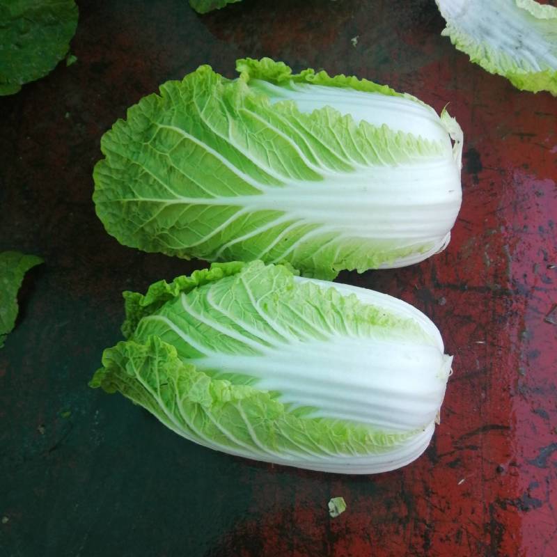 河北张家口蔚县【矮颗黄心大白菜】精品荷花菜