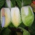 河北张家口蔚县【矮颗黄心大白菜】精品荷花菜