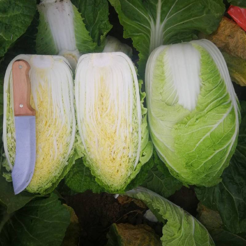 河北张家口蔚县【矮颗黄心大白菜】精品荷花菜