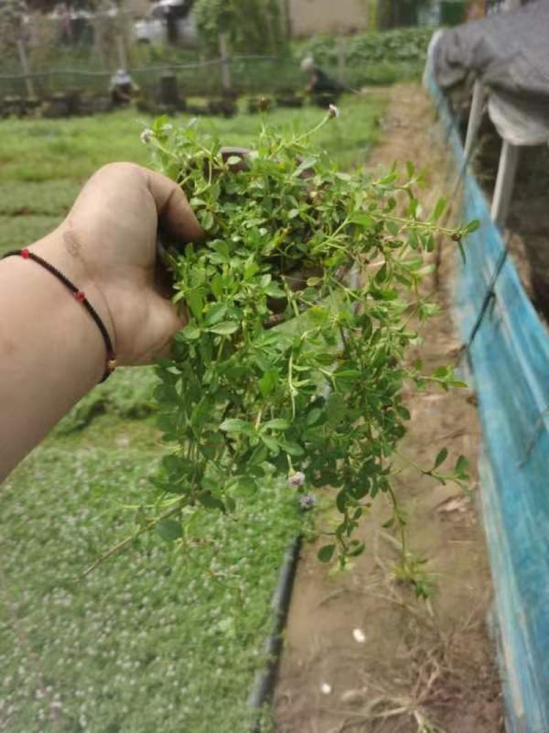 草坪草，价格优，质量好，量大，老板们快来吧