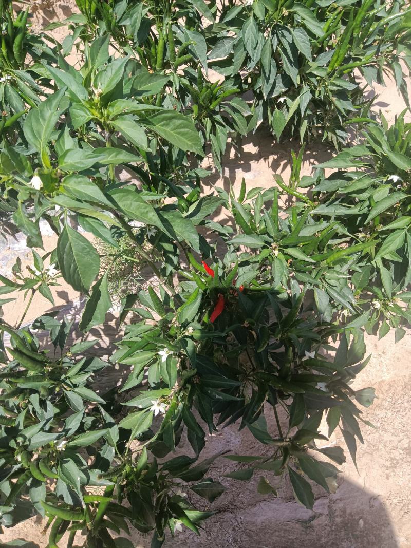 小米椒，陇椒，尖椒