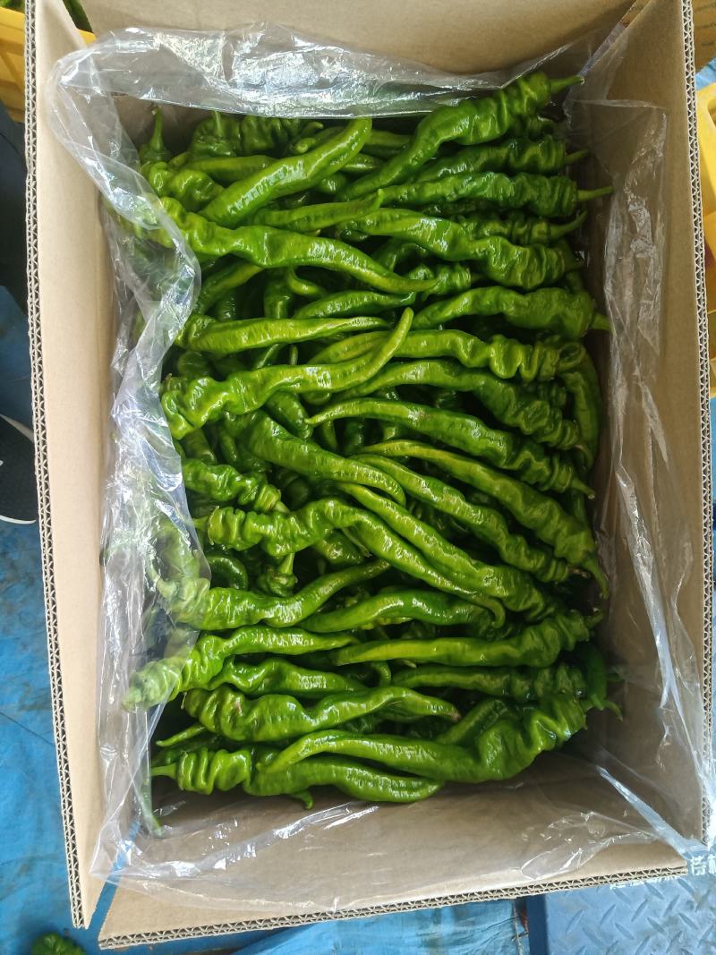 小米椒，陇椒，尖椒