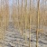 自家苗圃货源金丝垂柳5-10公分共计5000棵无中介河北