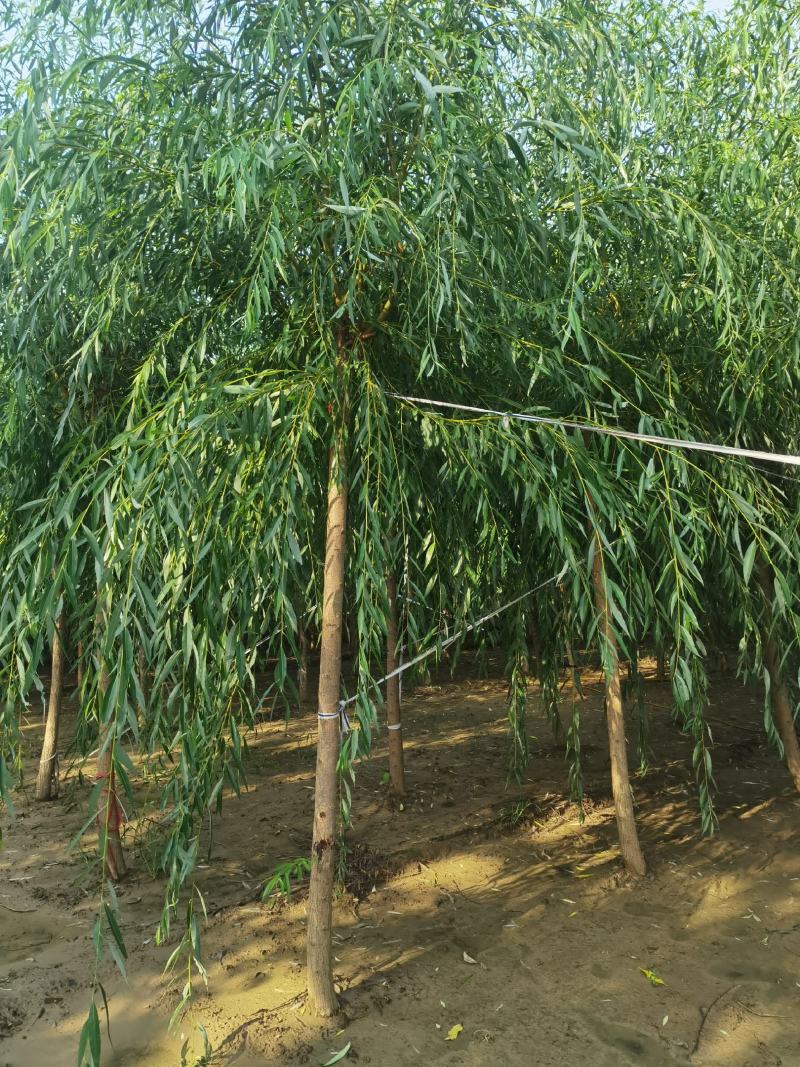 自家苗圃货源金丝垂柳5-10公分共计5000棵无中介河北