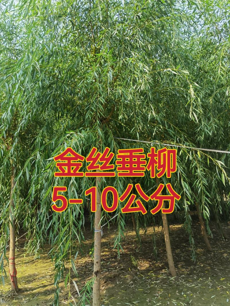 自家苗圃货源金丝垂柳5-10公分共计5000棵无中介河北