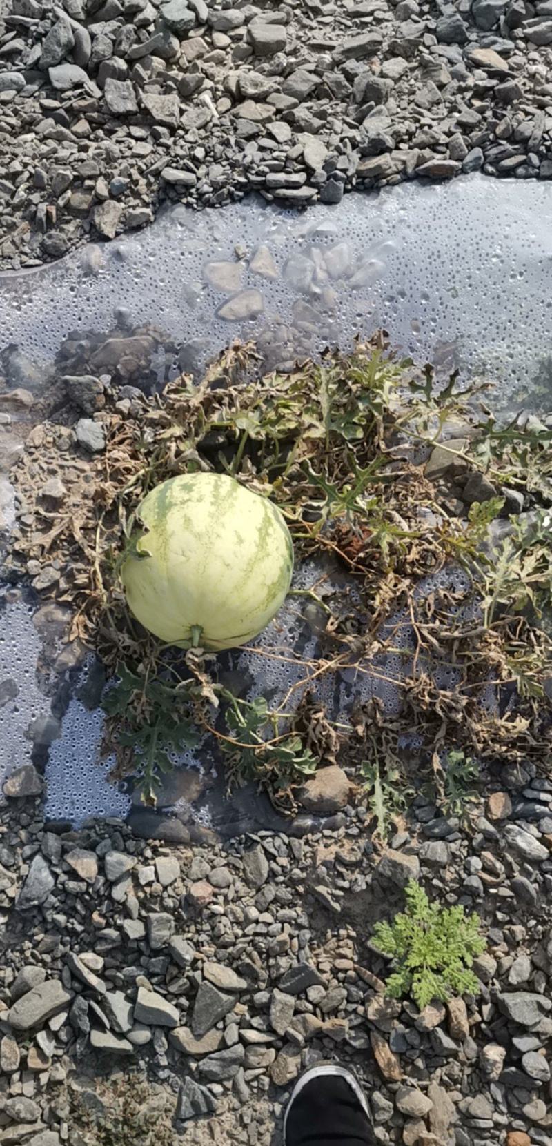 籽瓜，大变小
