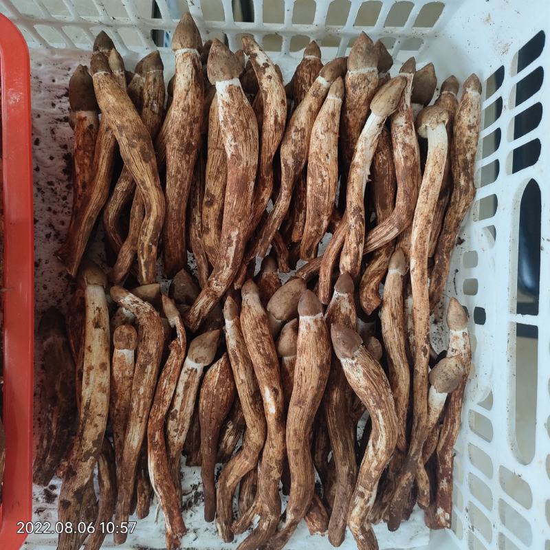 鸡枞菌新鲜野生鸡枞菌产地批发一件代发空运包邮招代理