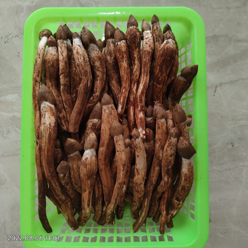 鸡枞菌新鲜野生鸡枞菌产地批发一件代发空运包邮招代理
