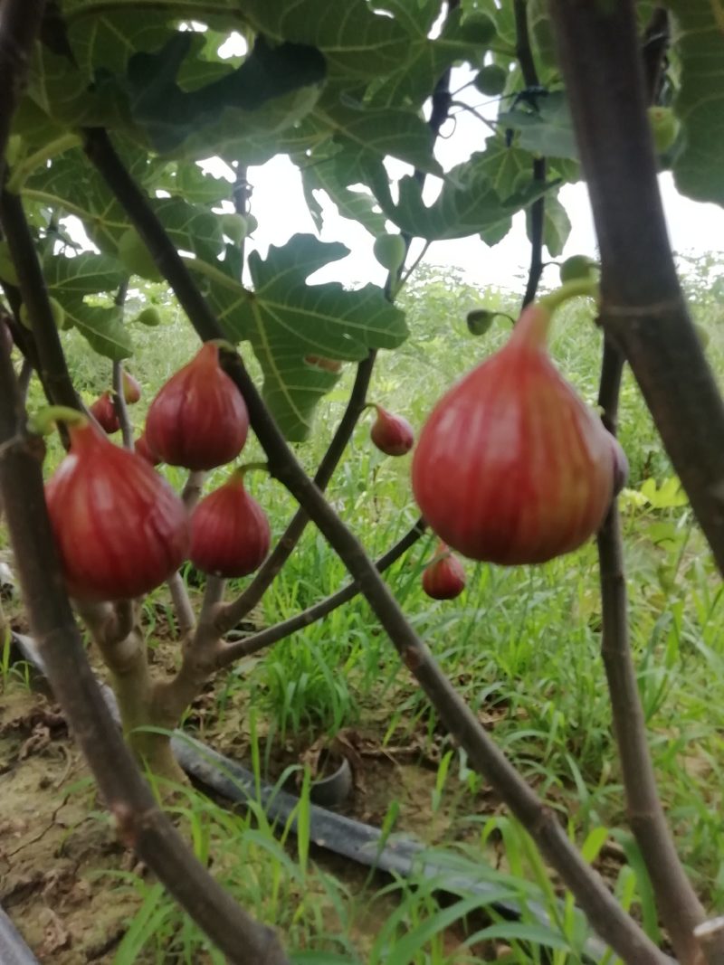 无花果，生命之果，外号糖包子