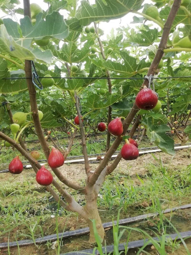 无花果，生命之果，外号糖包子