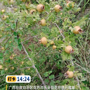 刺梨果