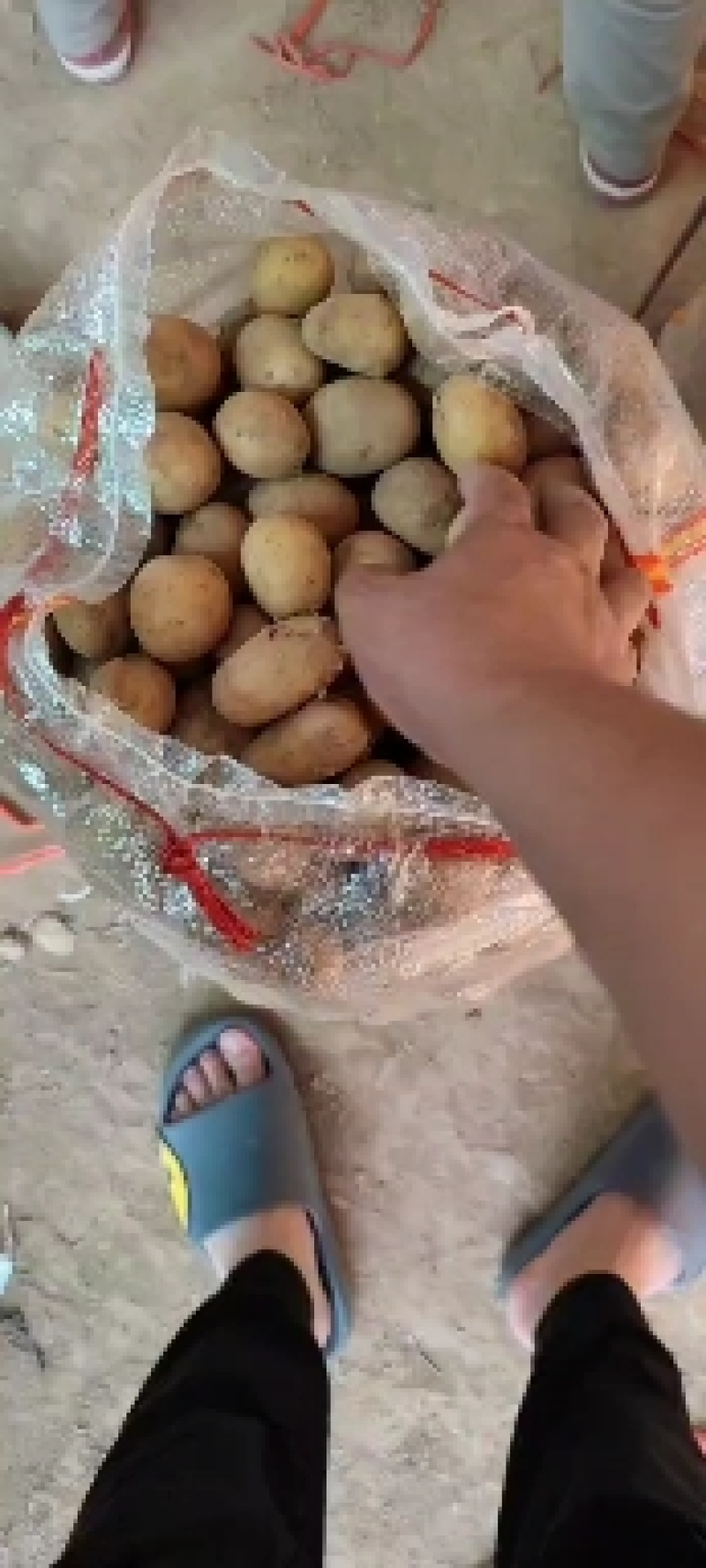 长期供应黄心小土豆，各种规格，各种品种，诚信交易