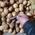 长期供应黄心小土豆，各种规格，各种品种，诚信交易