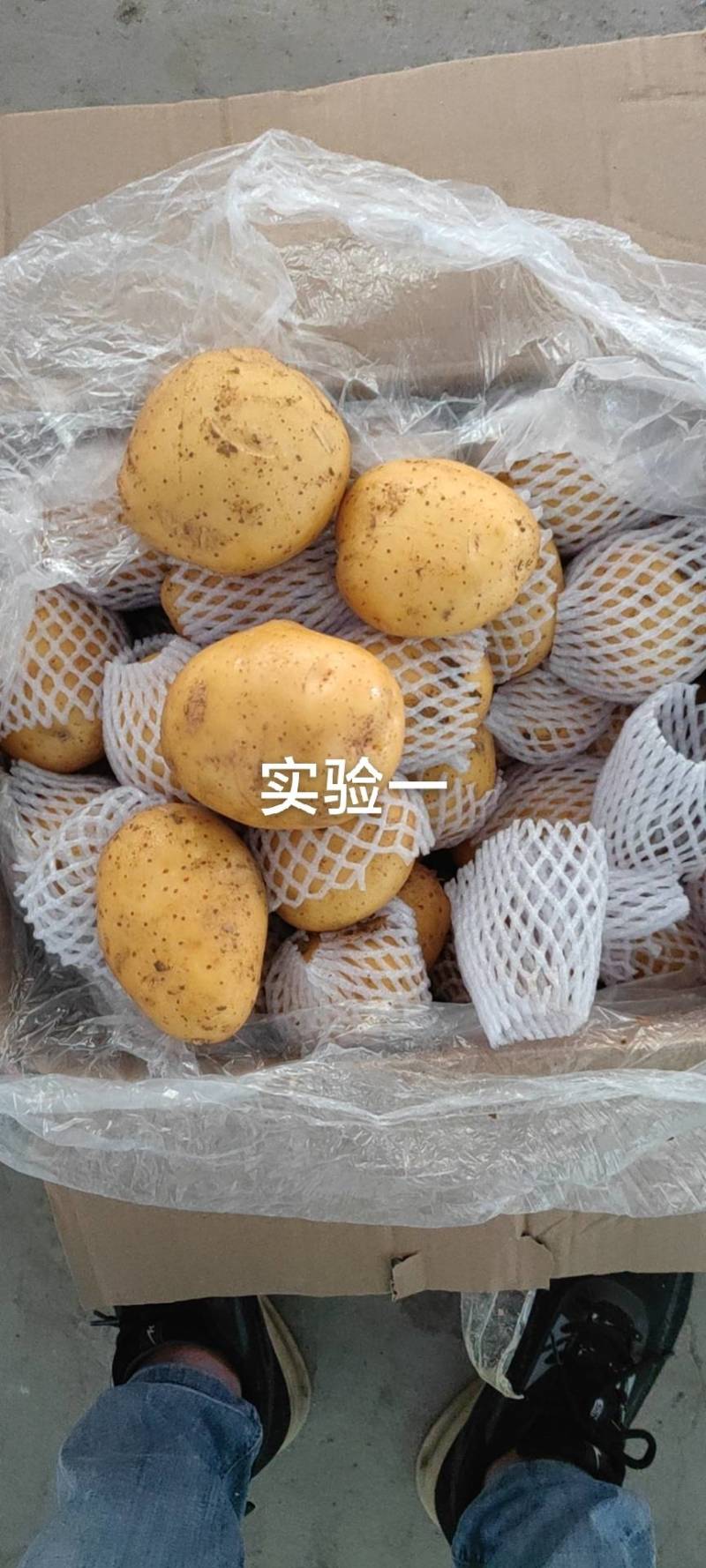 长期供应黄心小土豆，各种规格，各种品种，诚信交易