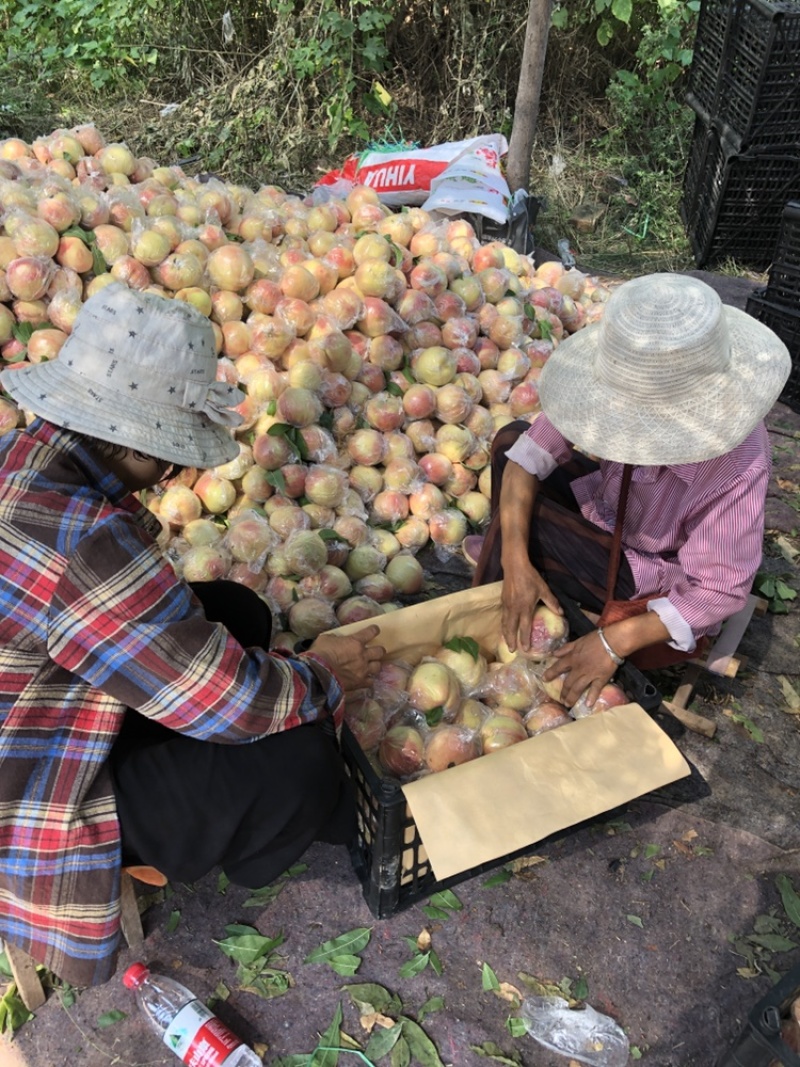 红不软4两起，专供团购平台供应商，包过品控，利润高