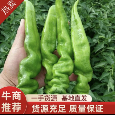 甘肃定西螺丝椒.精品辣椒大量批发.辣椒上市