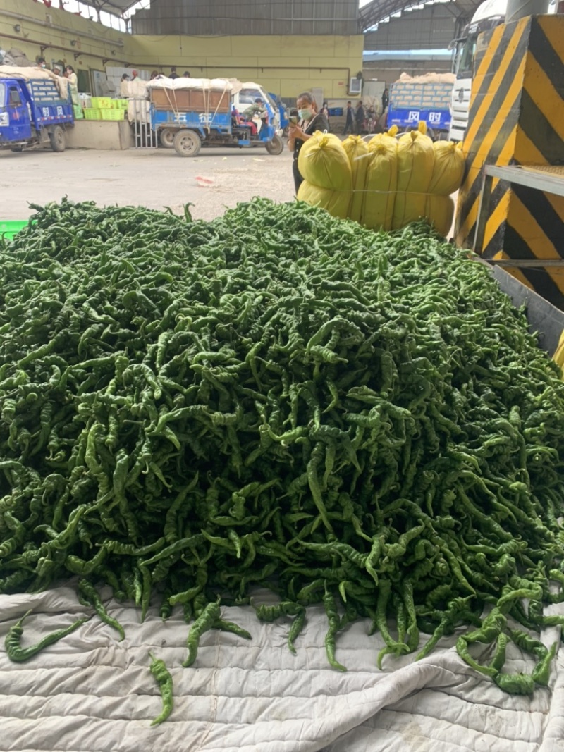 甘肃定西螺丝椒.精品辣椒大量批发.辣椒上市