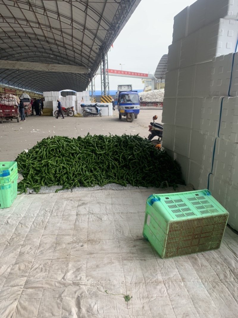 甘肃定西螺丝椒.精品辣椒大量批发.辣椒上市