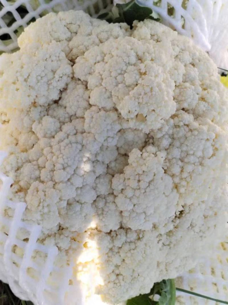 【推荐产地精品有机松花菜青面白梗产地直发质优价廉