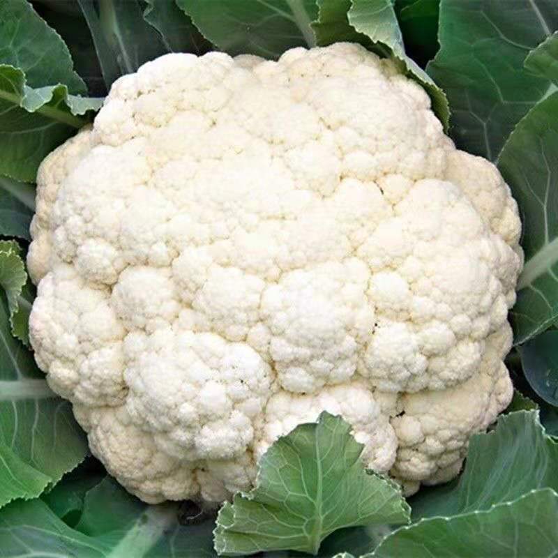 【推荐产地精品有机松花菜青面白梗产地直发质优价廉