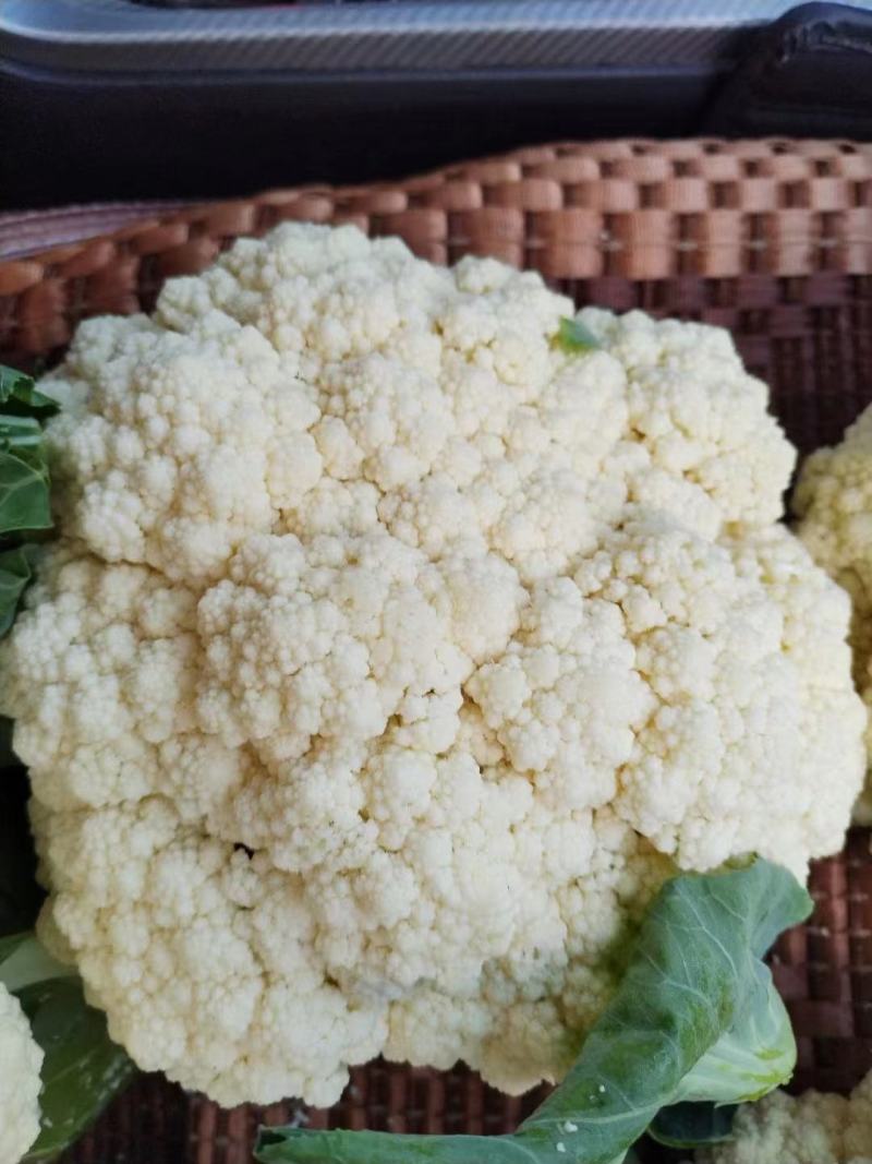 【推荐产地精品有机松花菜青面白梗产地直发质优价廉