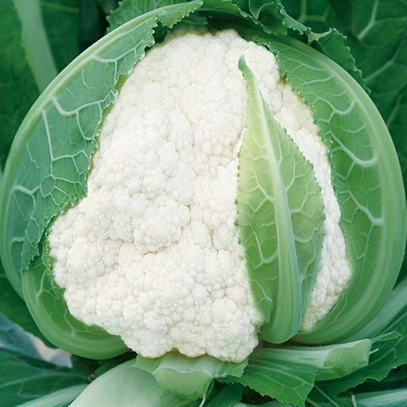 【推荐产地精品有机松花菜青面白梗产地直发质优价廉