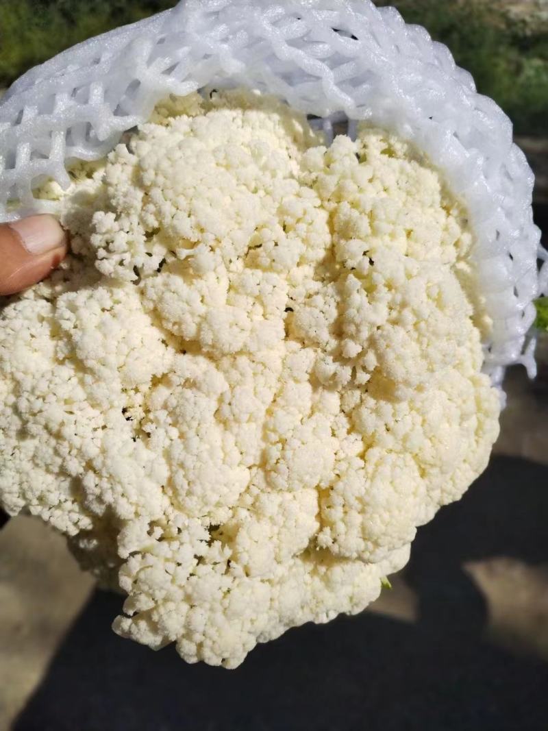 【推荐产地精品有机松花菜青面白梗产地直发质优价廉