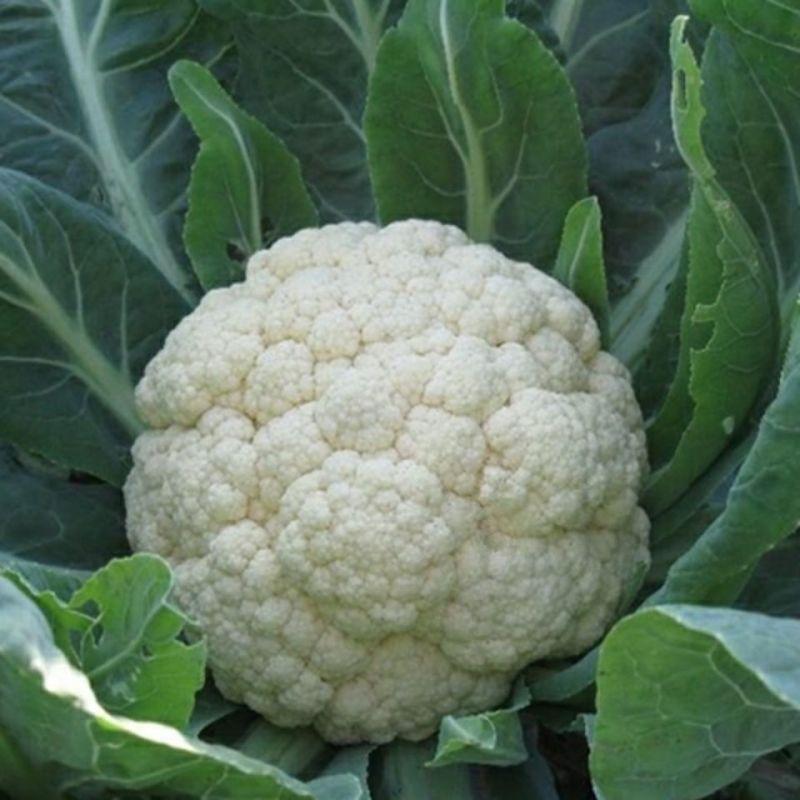 【推荐产地精品有机松花菜青面白梗产地直发质优价廉