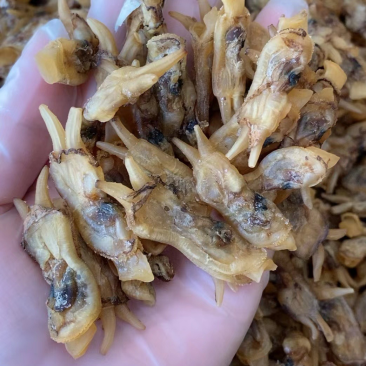 海蛏干蛏干蛏子青马青子竹蛏缢蛏