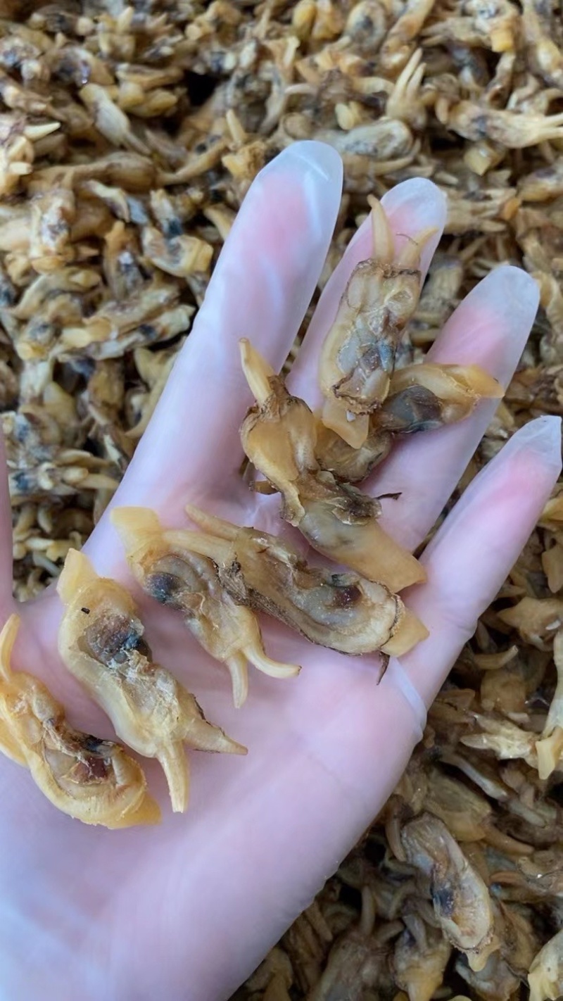 海蛏干蛏干蛏子青马青子竹蛏缢蛏